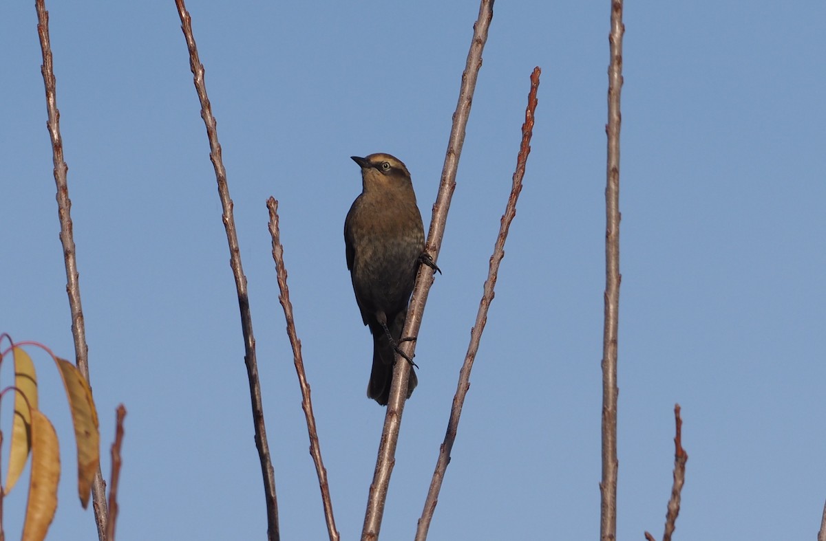 Rusty Blackbird - ML278183271