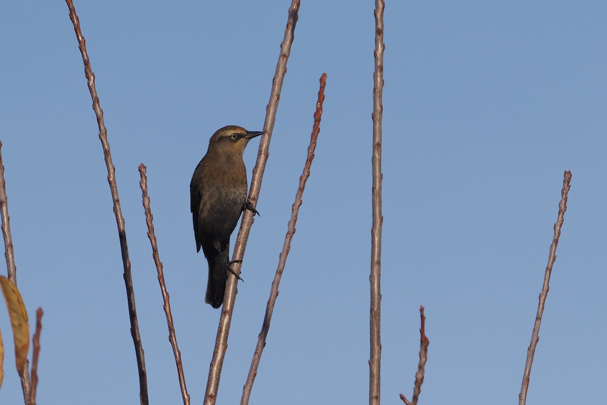 Rusty Blackbird - ML278183351