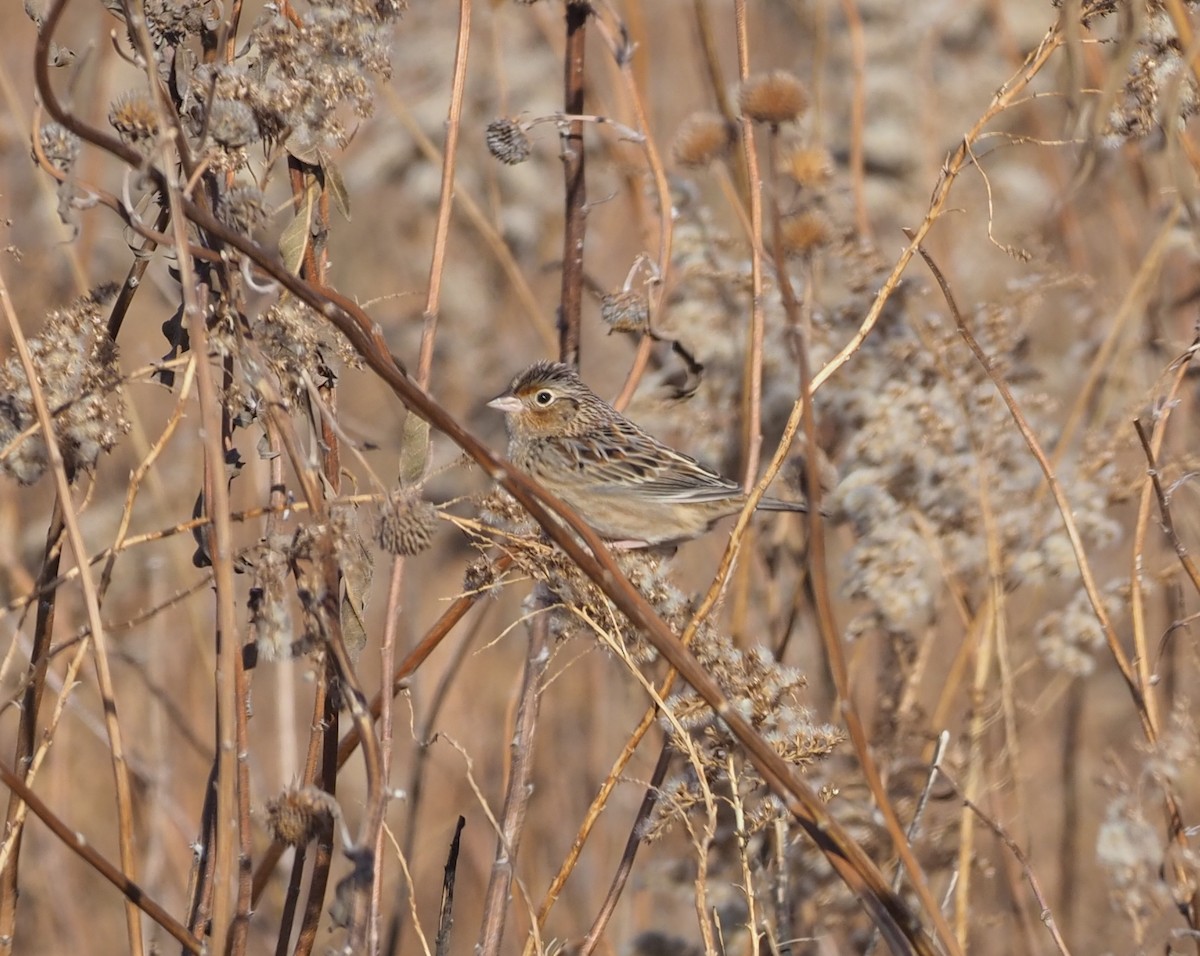 Grasshopper Sparrow - ML278184151