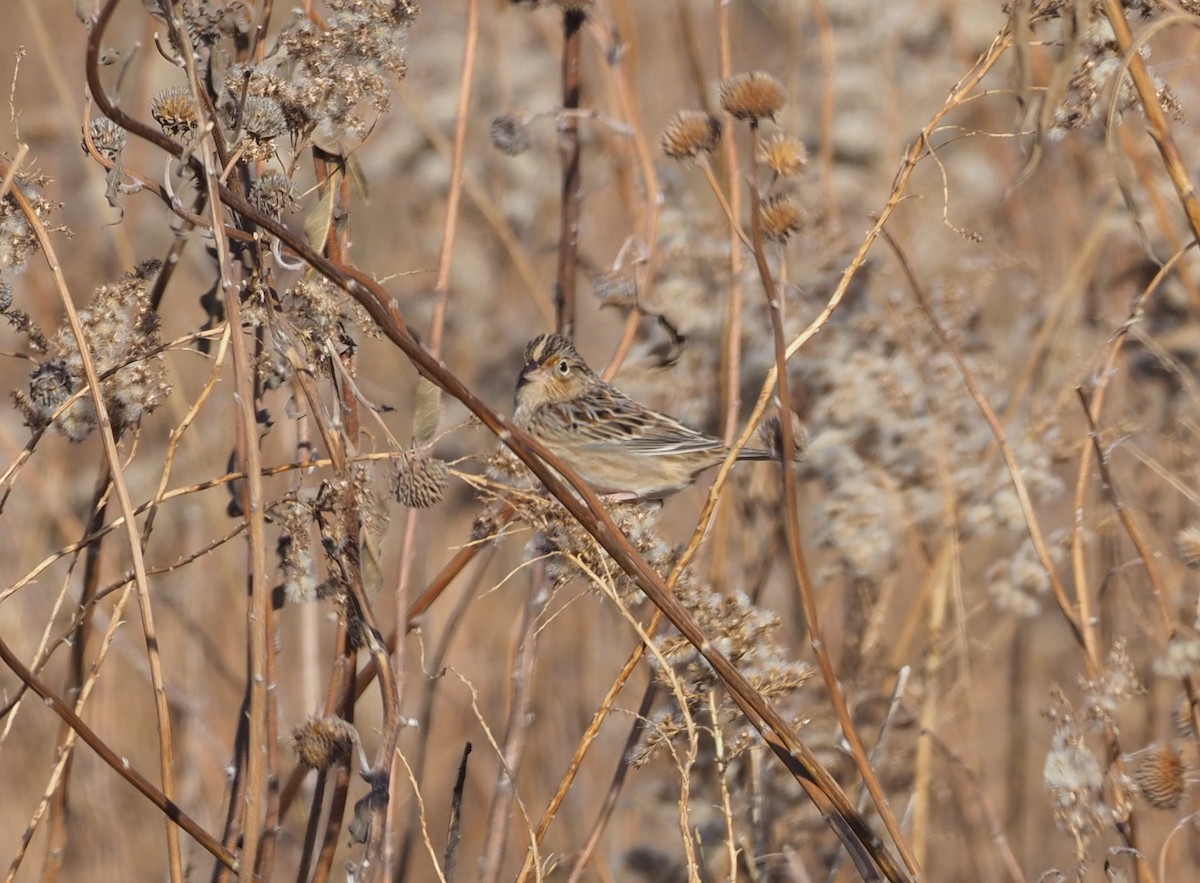 Grasshopper Sparrow - ML278184231