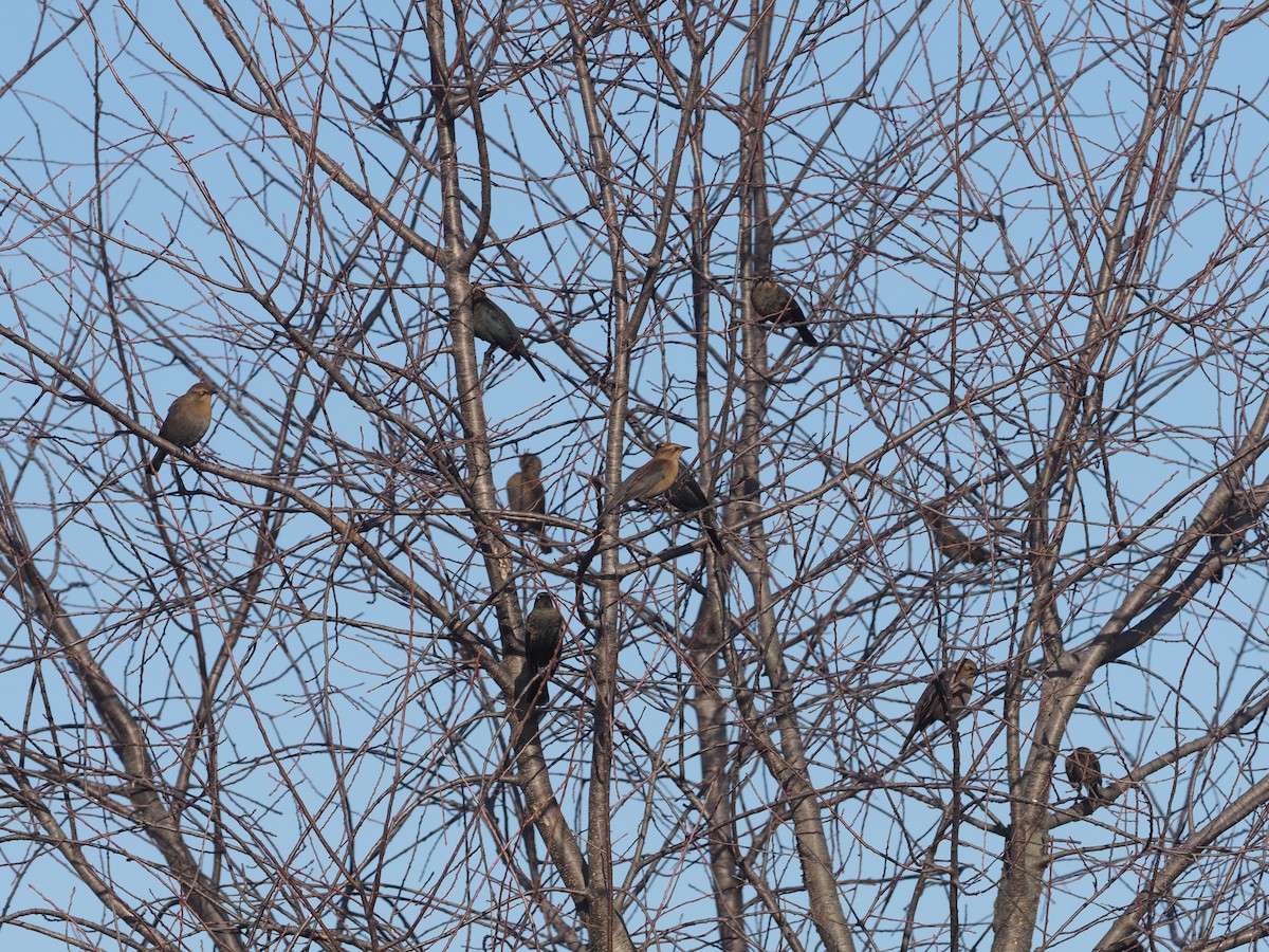 Rusty Blackbird - ML278184531