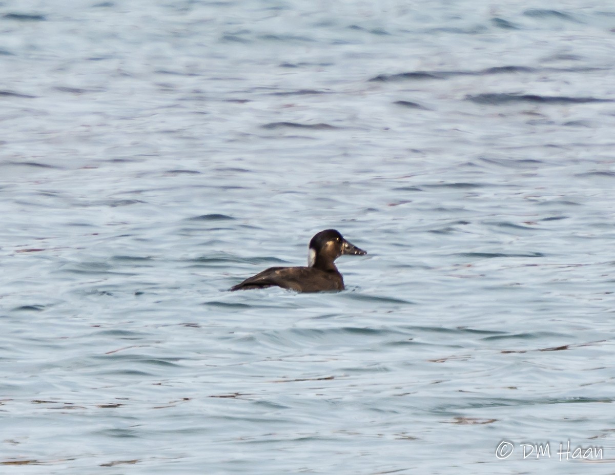 Surf Scoter - Damon Haan