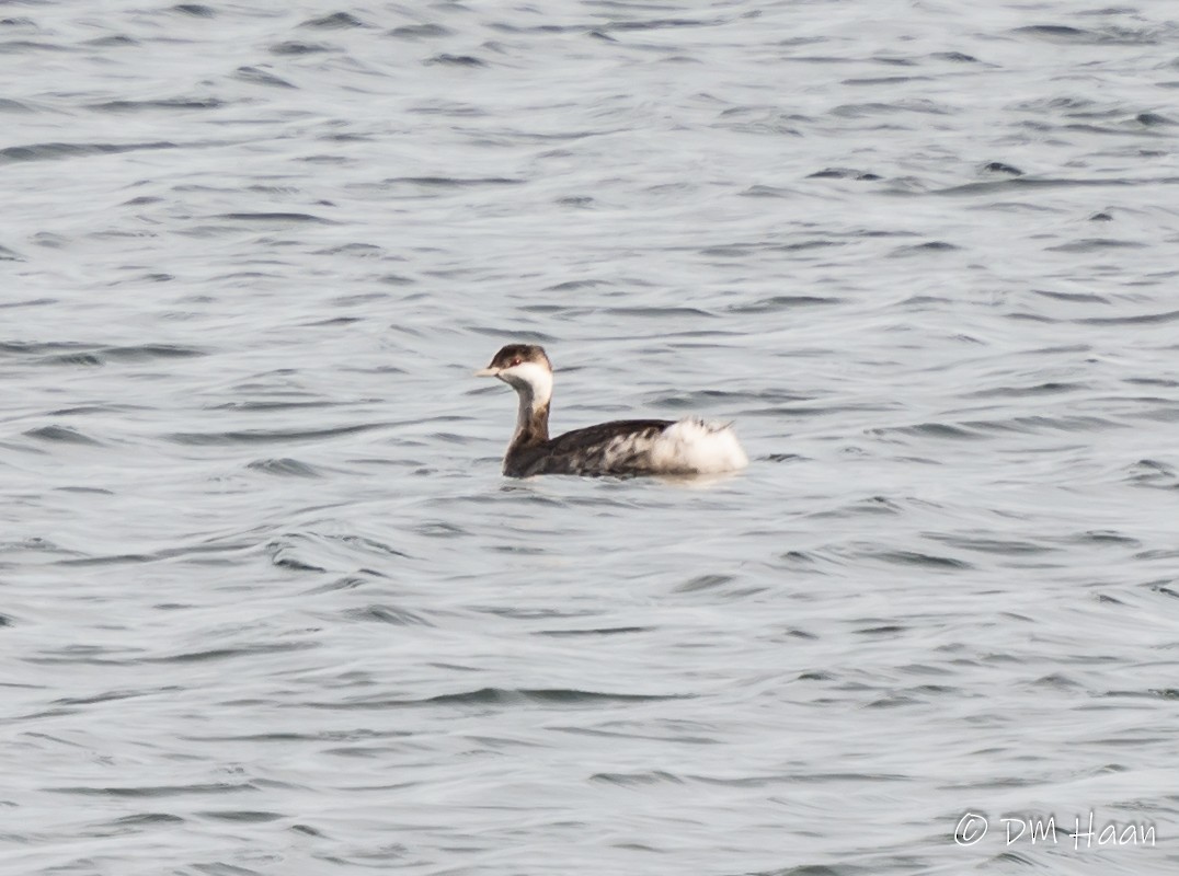 Horned Grebe - ML278186051