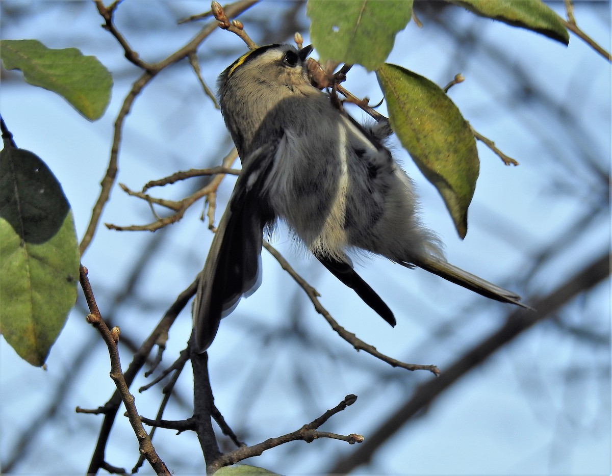 Golden-crowned Kinglet - ML278186531