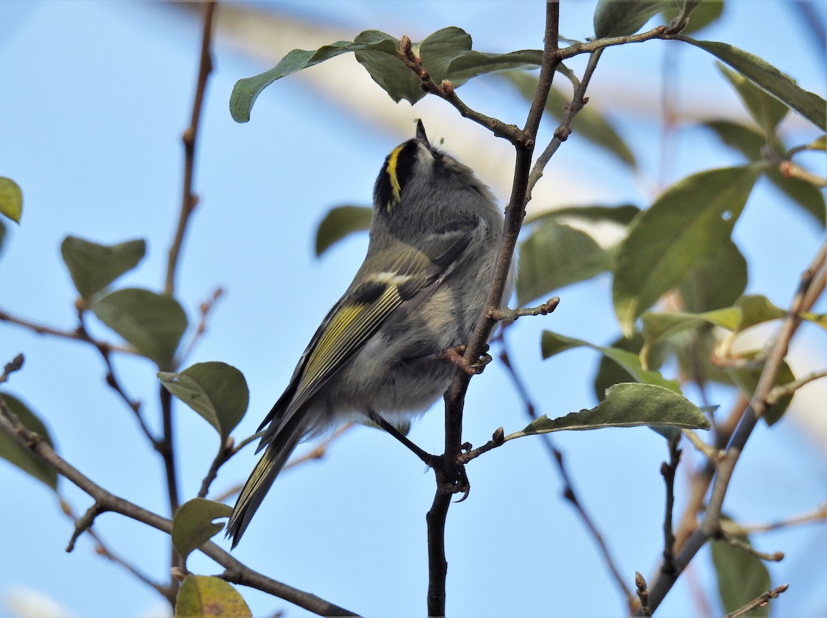 Golden-crowned Kinglet - ML278186541