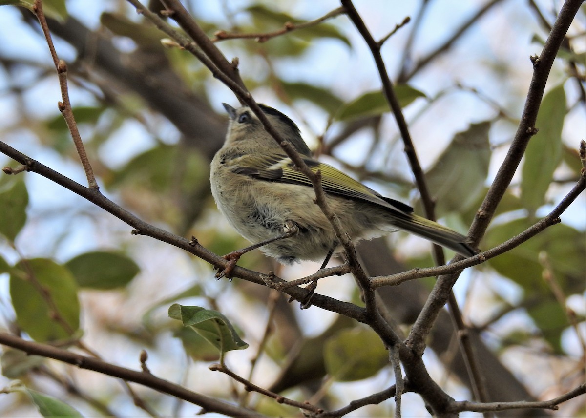 Golden-crowned Kinglet - ML278186561