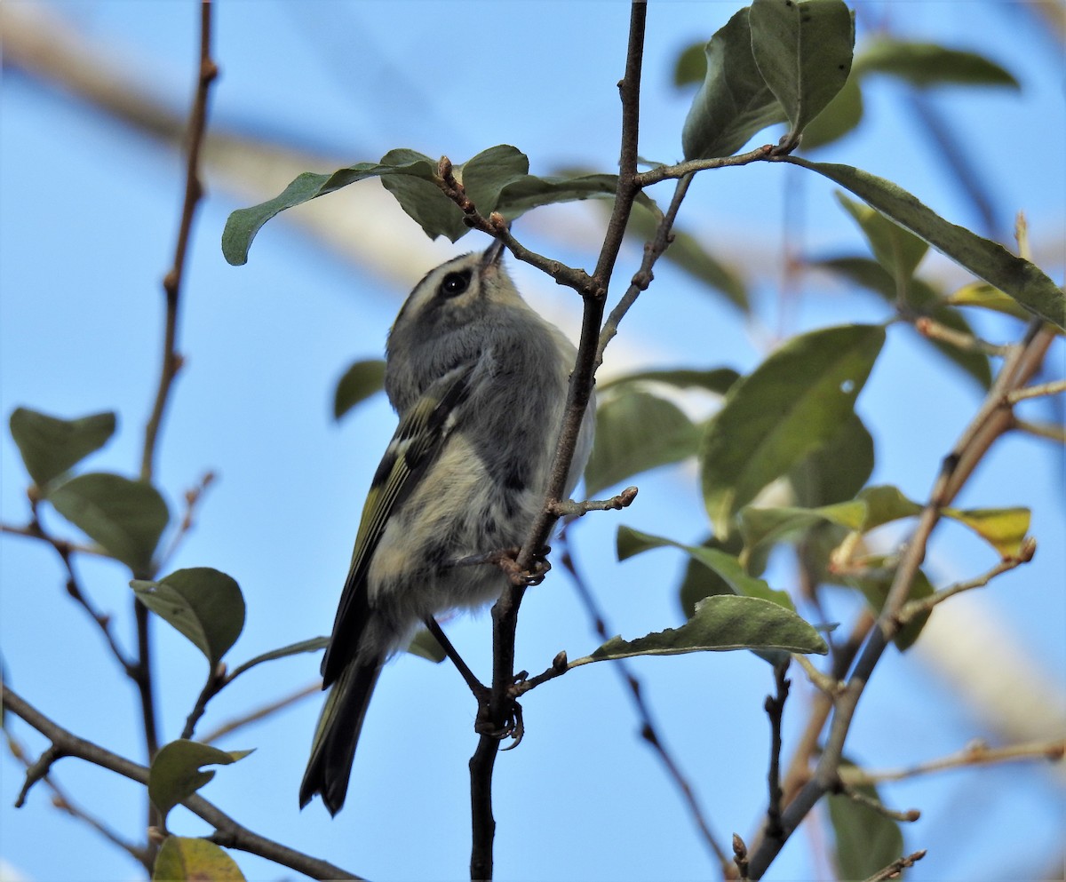 Golden-crowned Kinglet - ML278186571