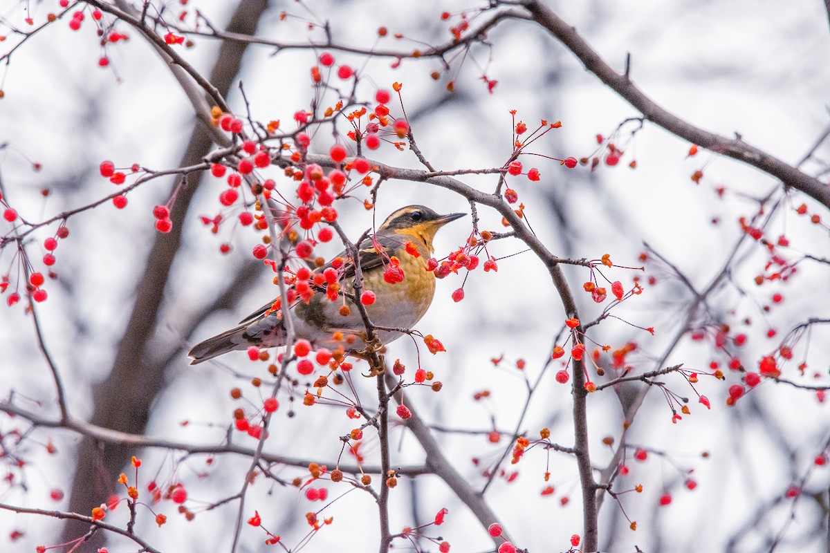 Varied Thrush - ML278188251