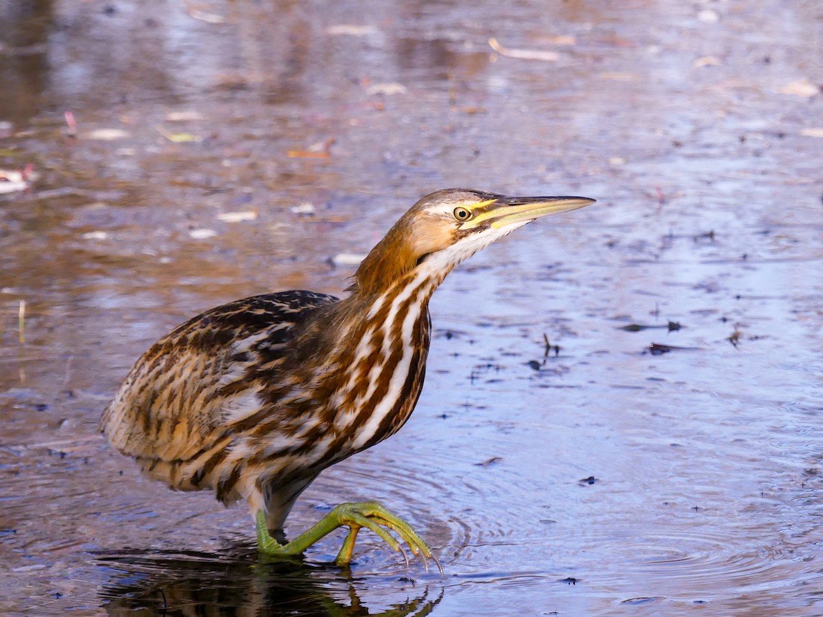 American Bittern - Robert Watkins