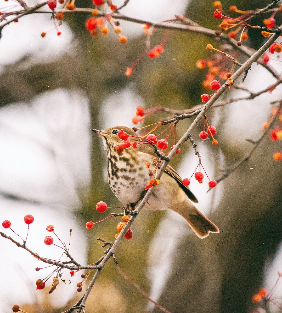 Hermit Thrush - ML278189091