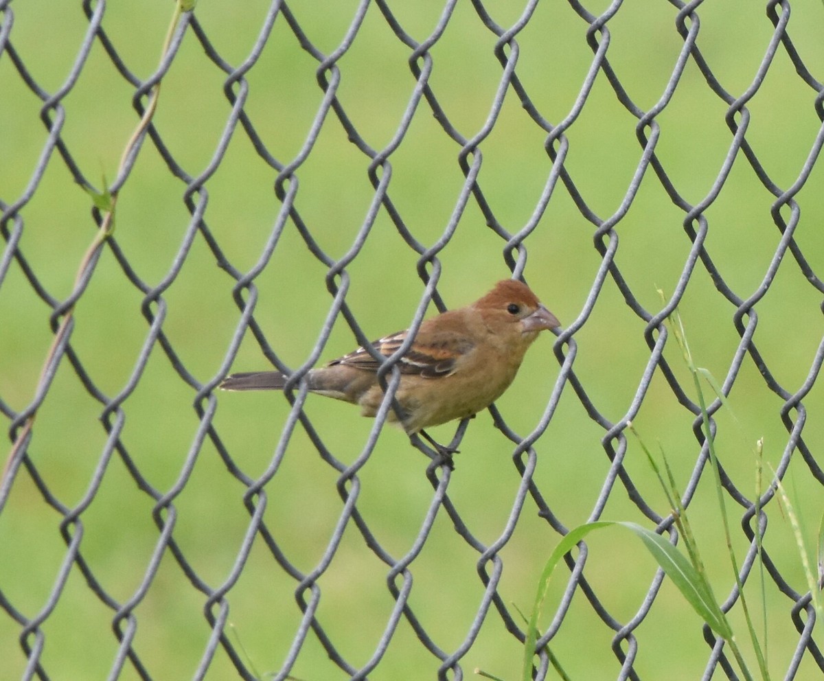 Blue Grosbeak - ML278189481