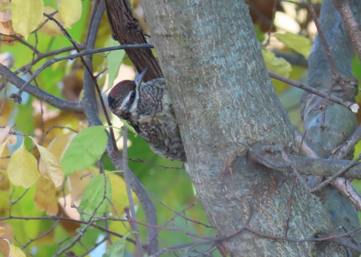 Yellow-bellied Sapsucker - ML278189591