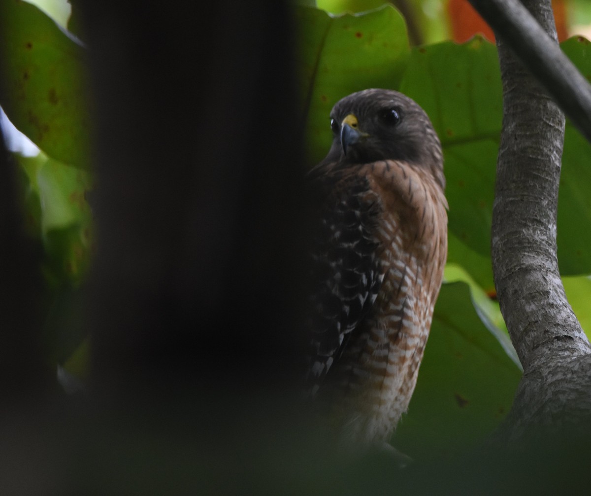 Red-shouldered Hawk - ML278189601
