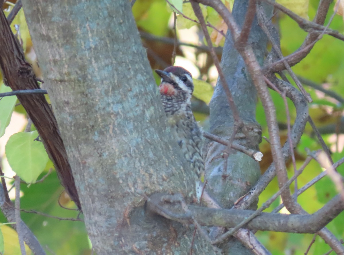 Yellow-bellied Sapsucker - ML278189611