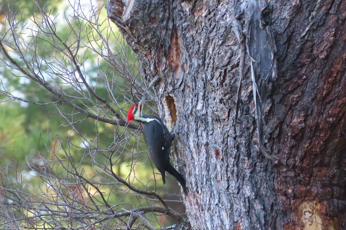 Pileated Woodpecker - ML278189651