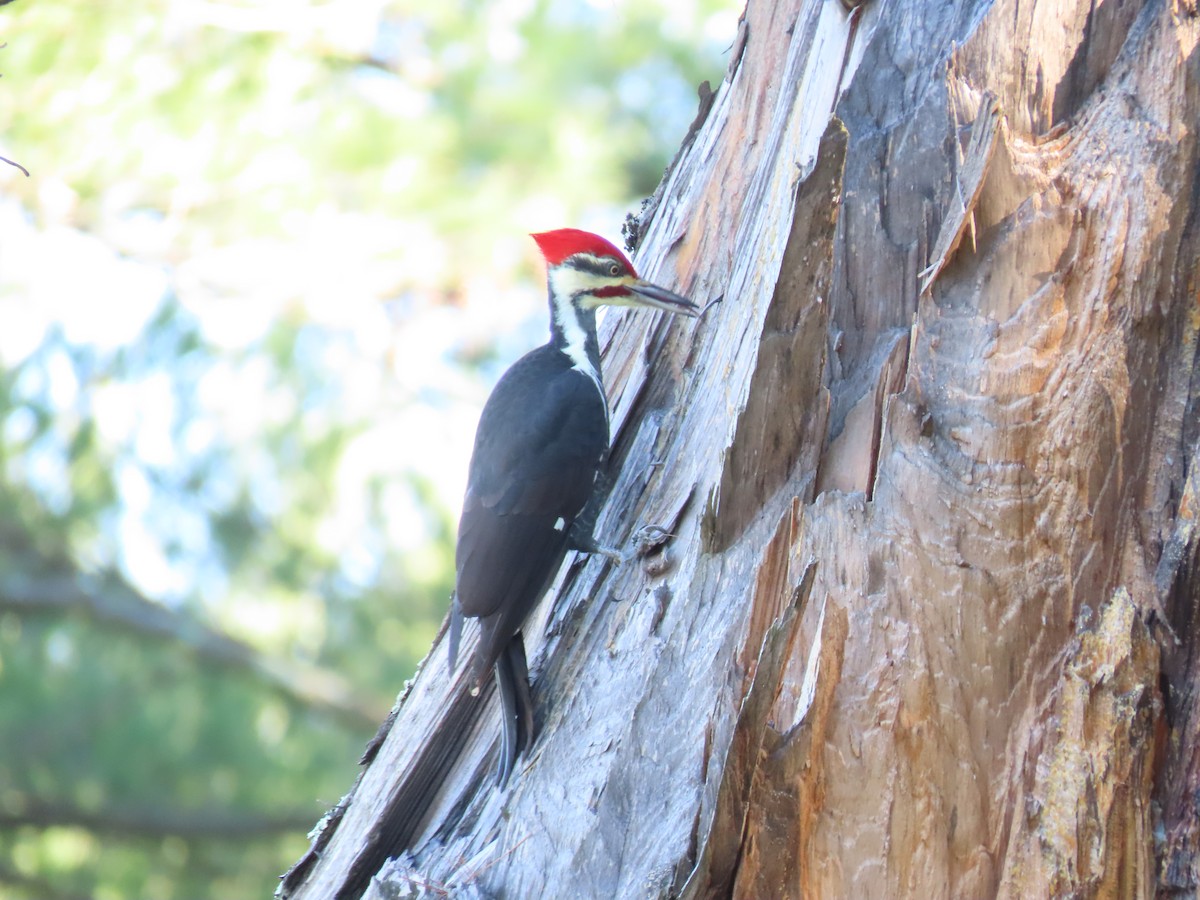 Pileated Woodpecker - ML278189671