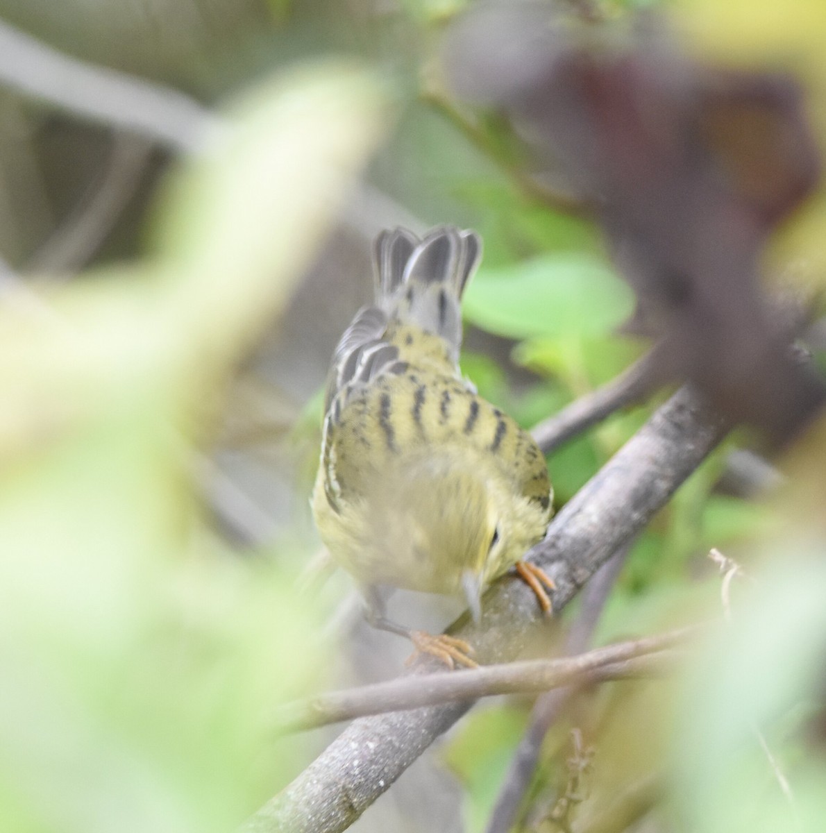 Blackpoll Warbler - ML278189681