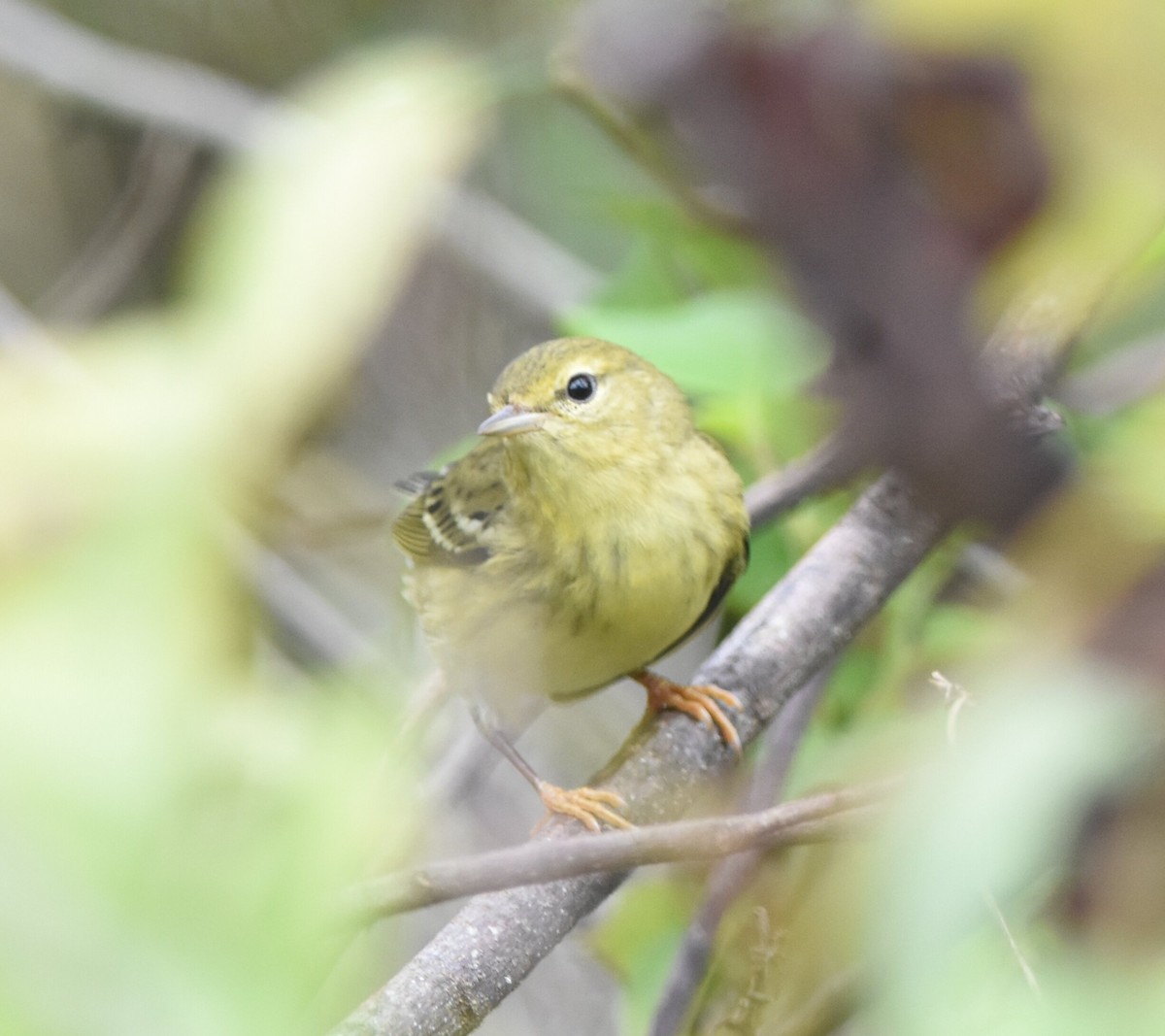 Blackpoll Warbler - ML278189691