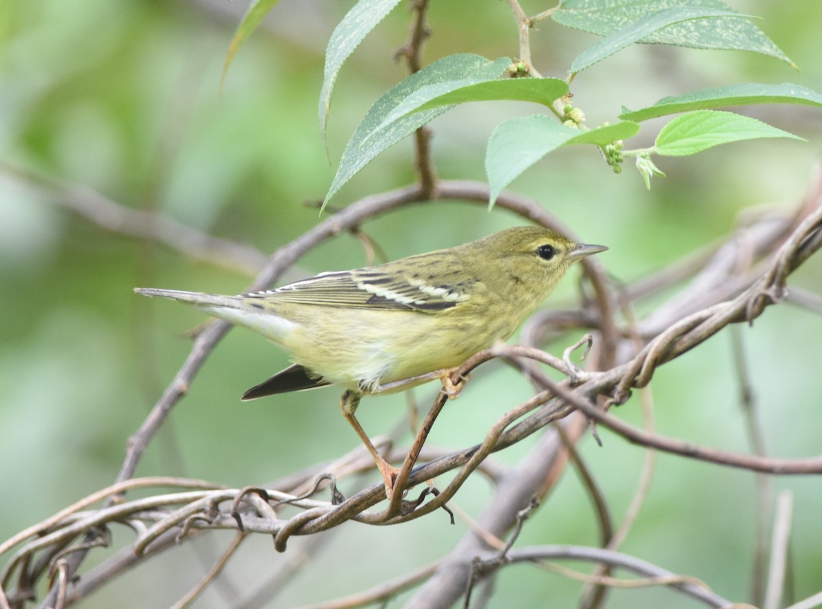 Blackpoll Warbler - ML278189701