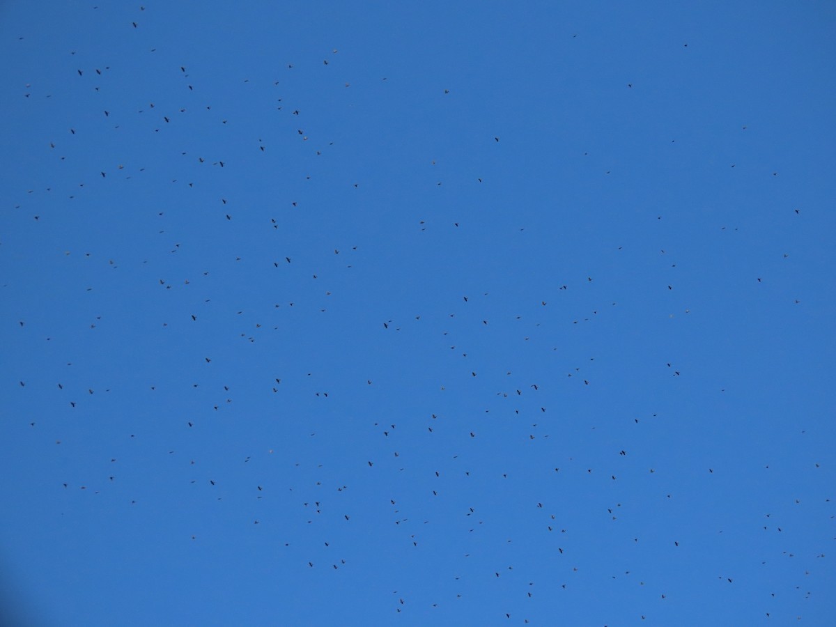 Common Grackle - ML278189801