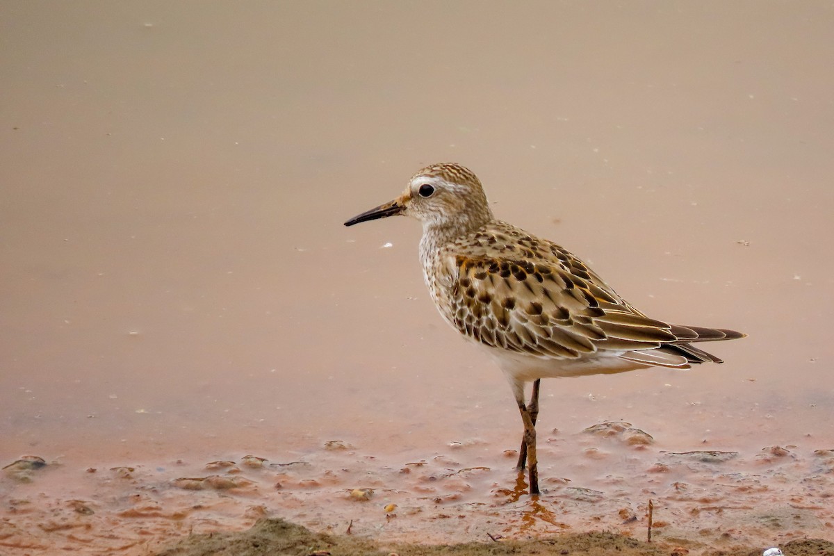 White-rumped Sandpiper - ML278190601