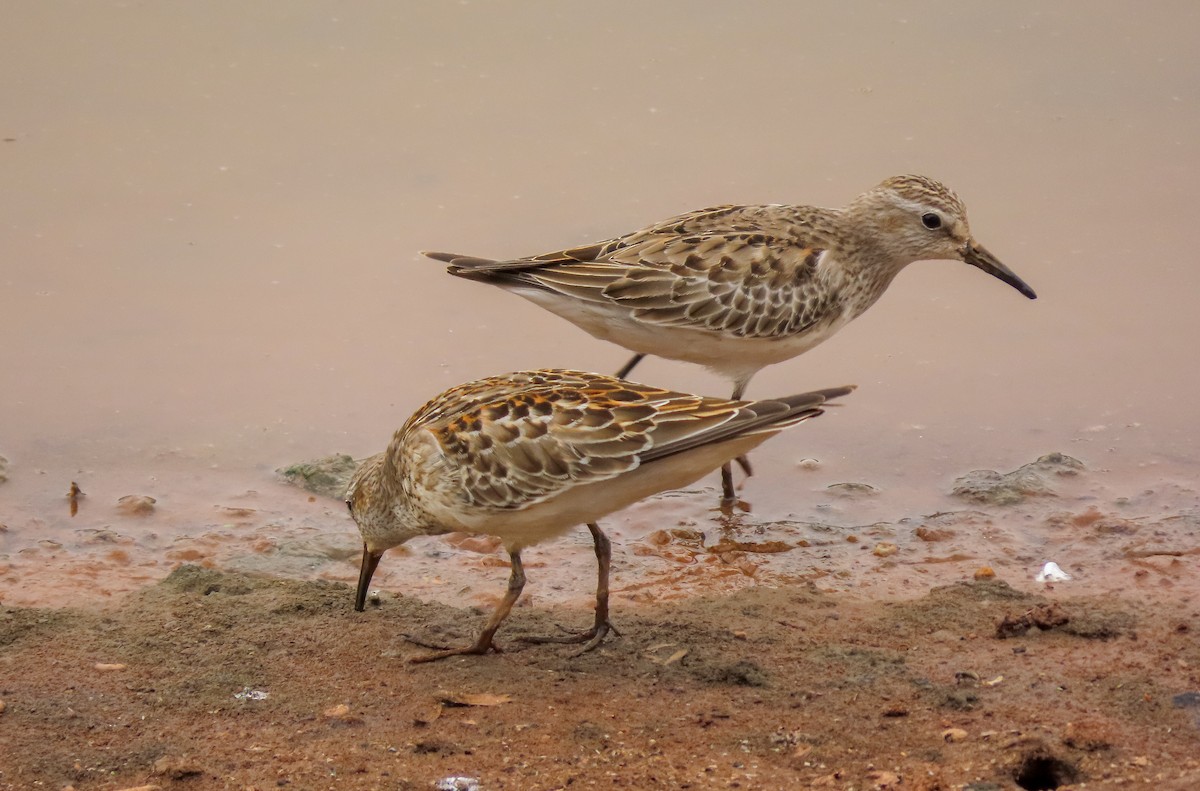 Weißbürzel-Strandläufer - ML278190711