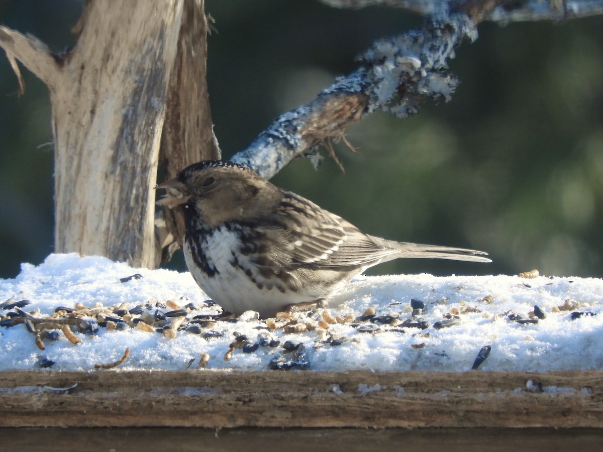 Harris's Sparrow - ML278191481
