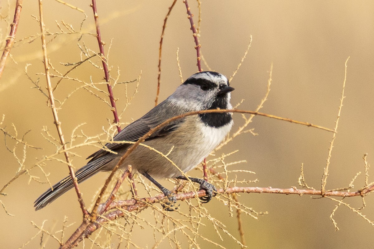 Mountain Chickadee - ML278191561