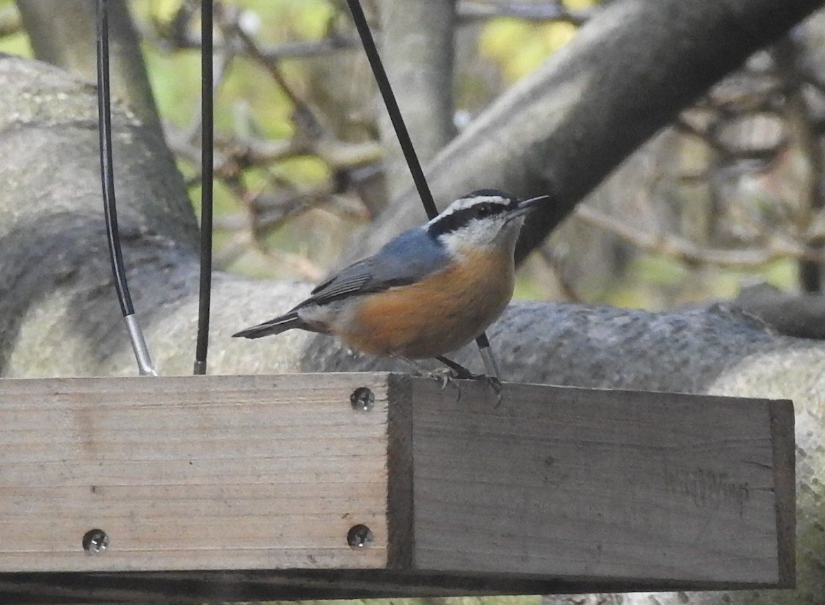Red-breasted Nuthatch - Judy Lesso
