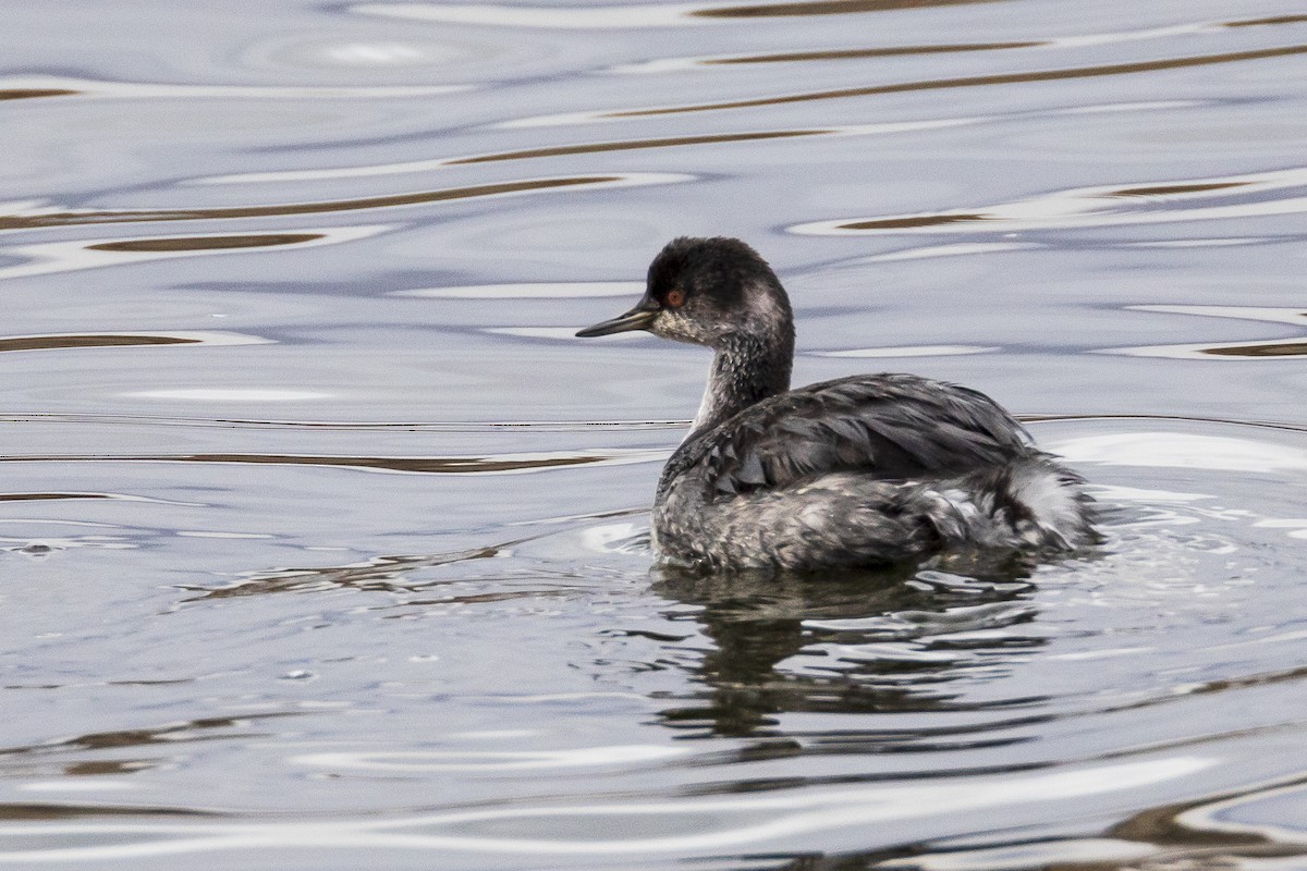 Eared Grebe - ML278192821