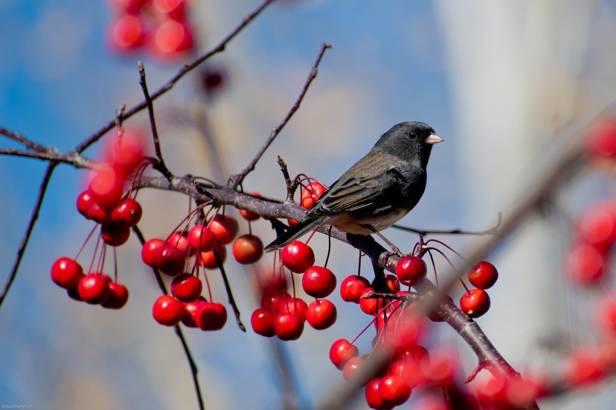 Dark-eyed Junco - ML278194301