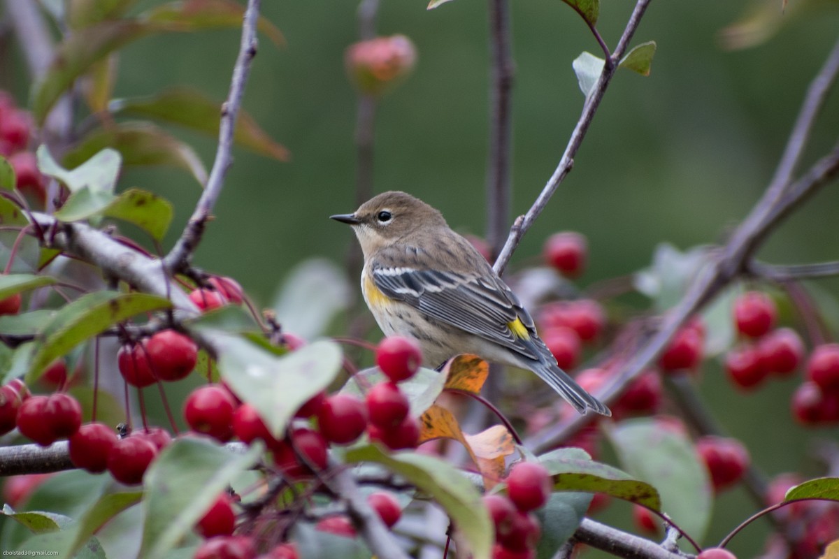 Yellow-rumped Warbler - ML278196041