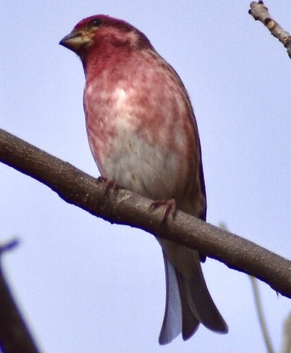 Purple Finch - ML278196201