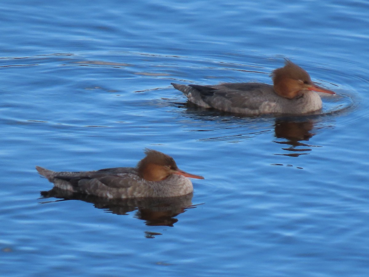 Red-breasted Merganser - Bruce Toews