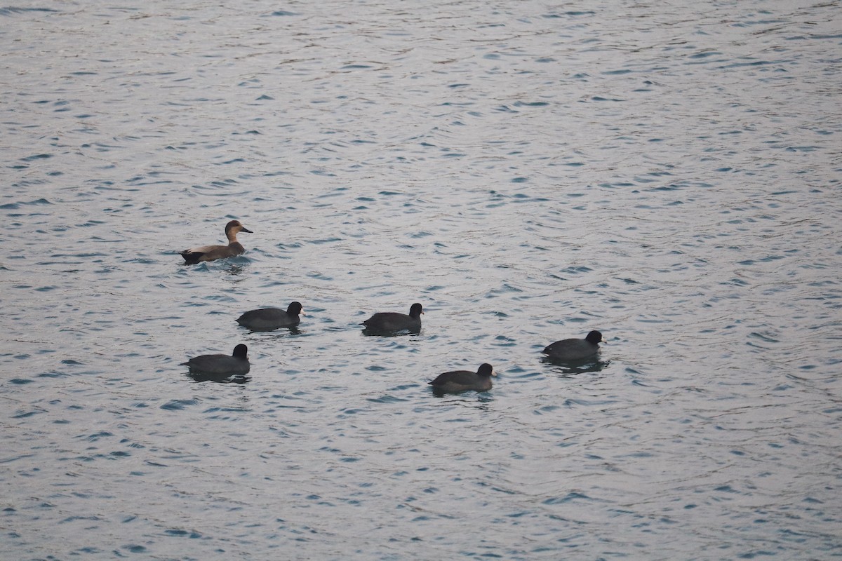 snadderand - ML278197791