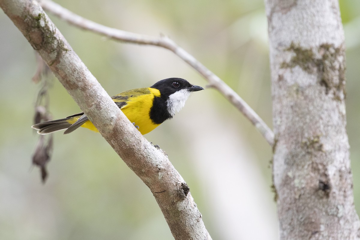 Golden Whistler (Eastern) - ML278199271