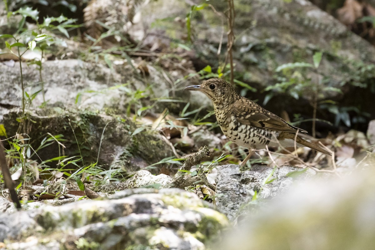 Russet-tailed Thrush - ML278199291