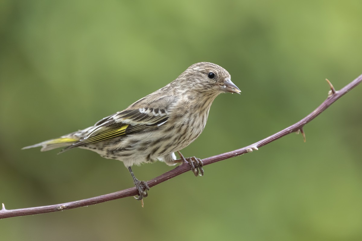 Pine Siskin - ML278199321