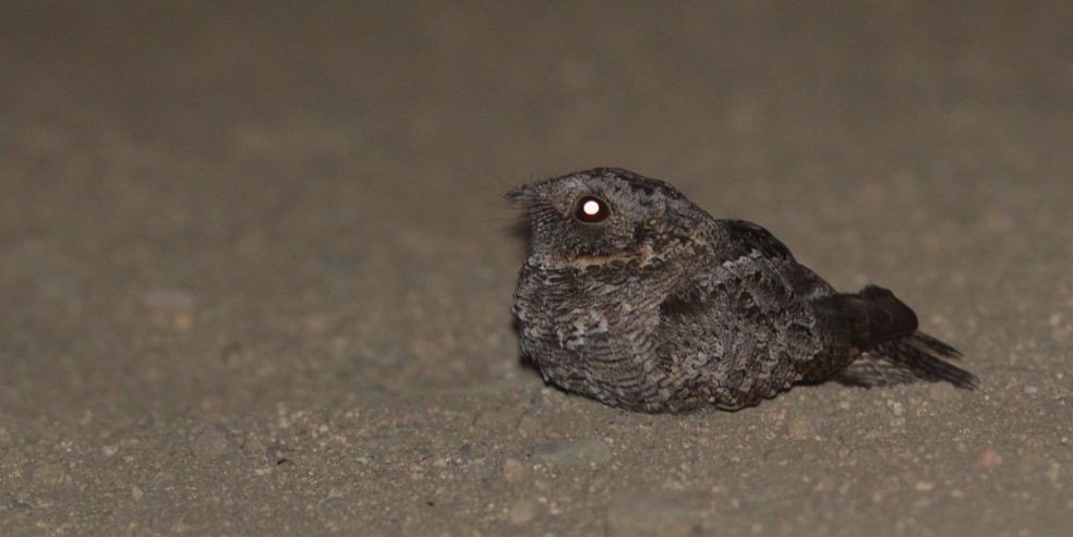 Band-winged Nightjar - Walter González