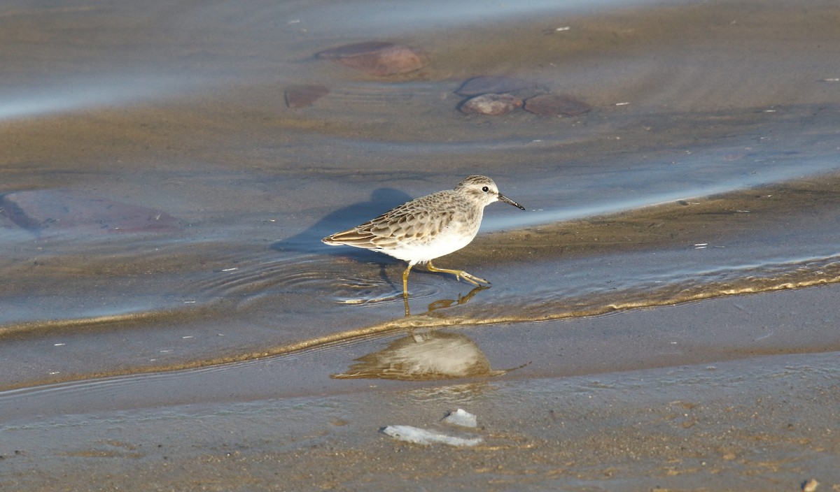 Least Sandpiper - ML278204091