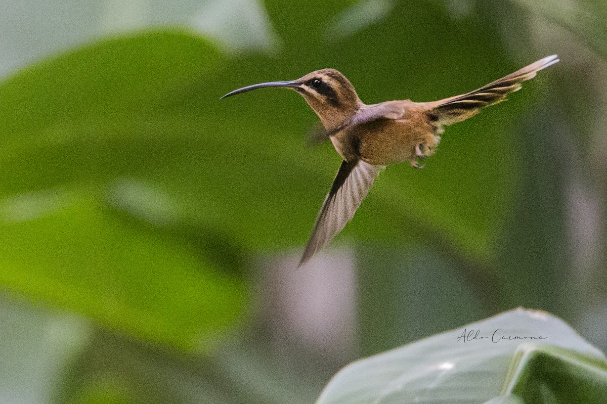 Stripe-throated Hermit - Aldo Carmona