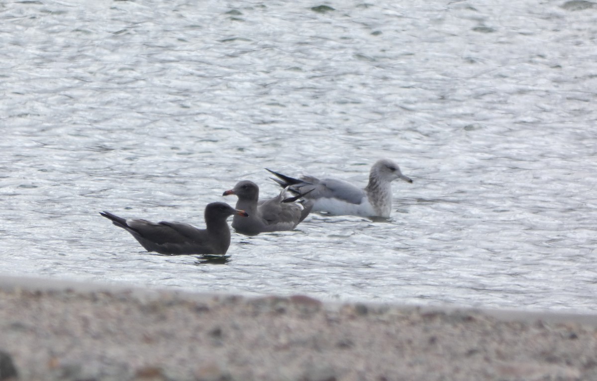 Heermann's Gull - ML278205391