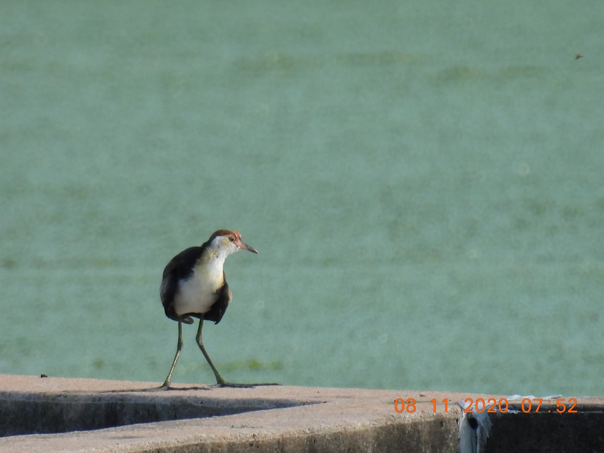 Comb-crested Jacana - Trevor Oliver