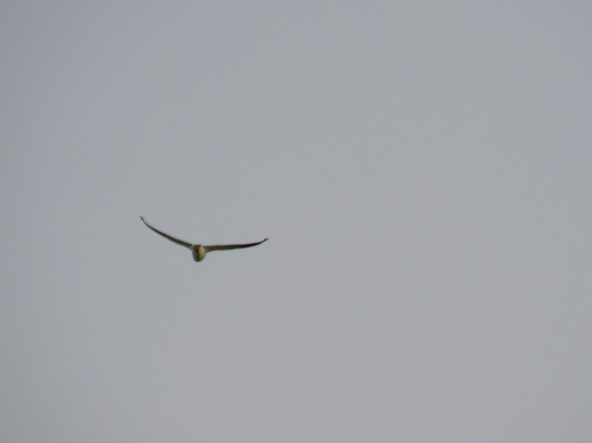 Black-winged Kite - ML278208631