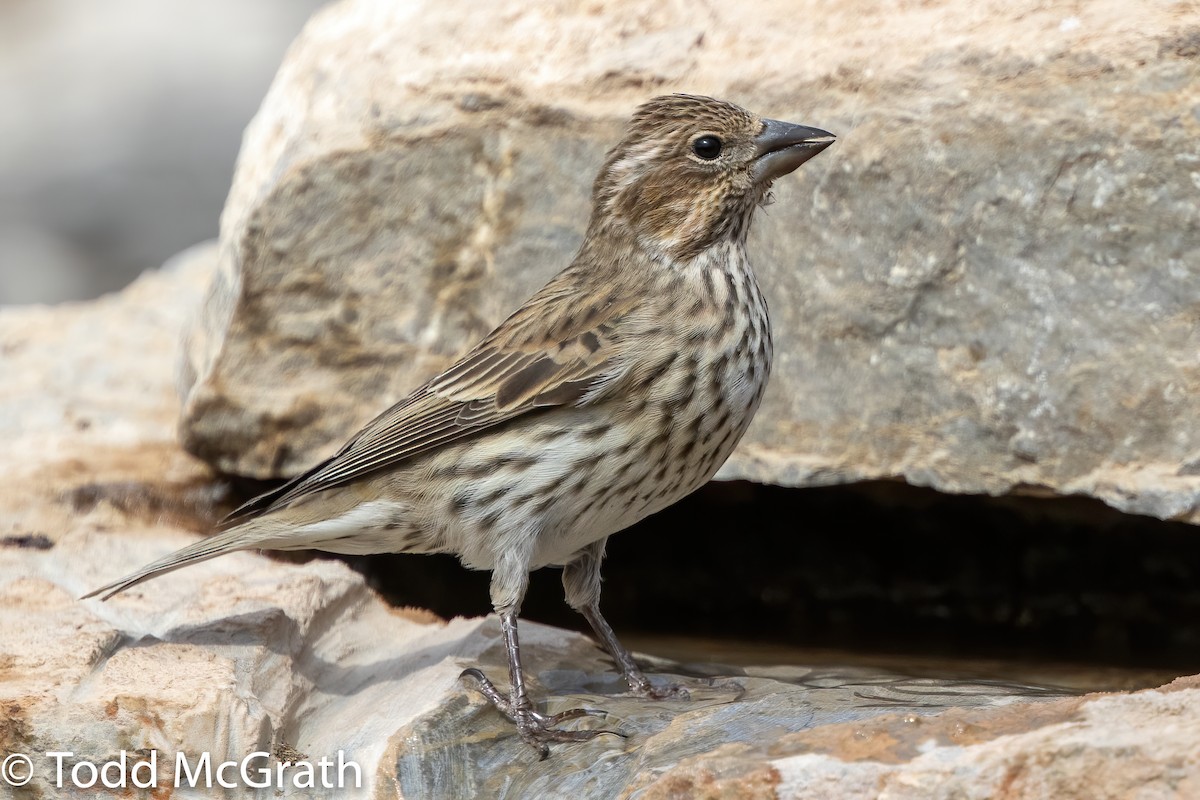 Cassin's Finch - ML278208951