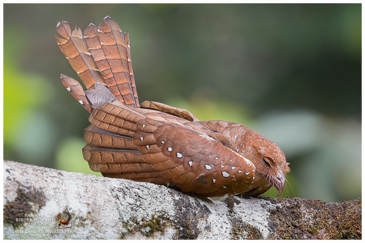 Oilbird - ML27820971