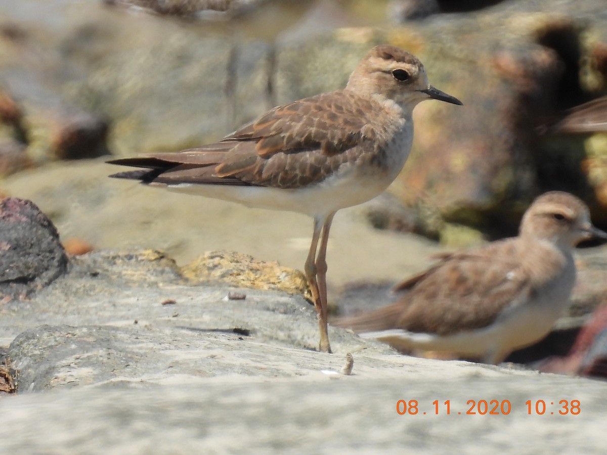 Oriental Plover - Trevor Oliver