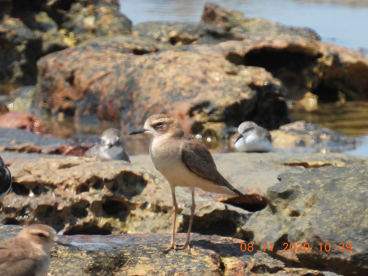 Oriental Plover - Trevor Oliver