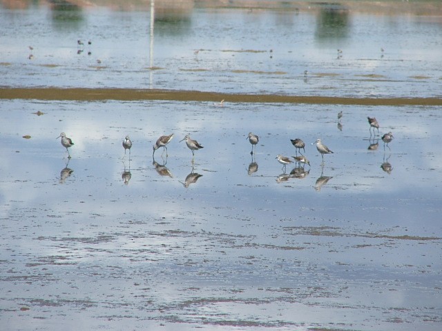 Stilt Sandpiper - ML27821591