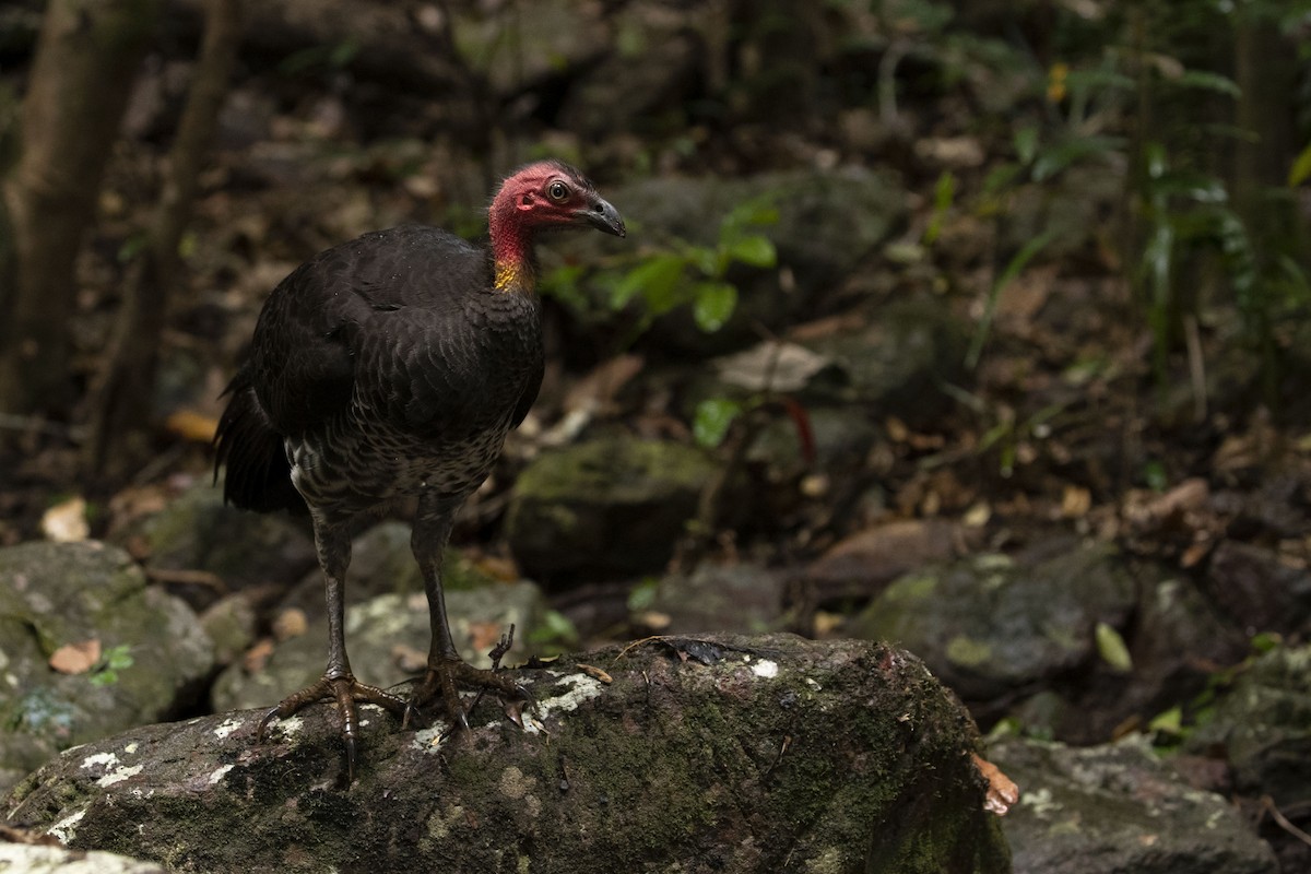 Australian Brushturkey - ML278216531